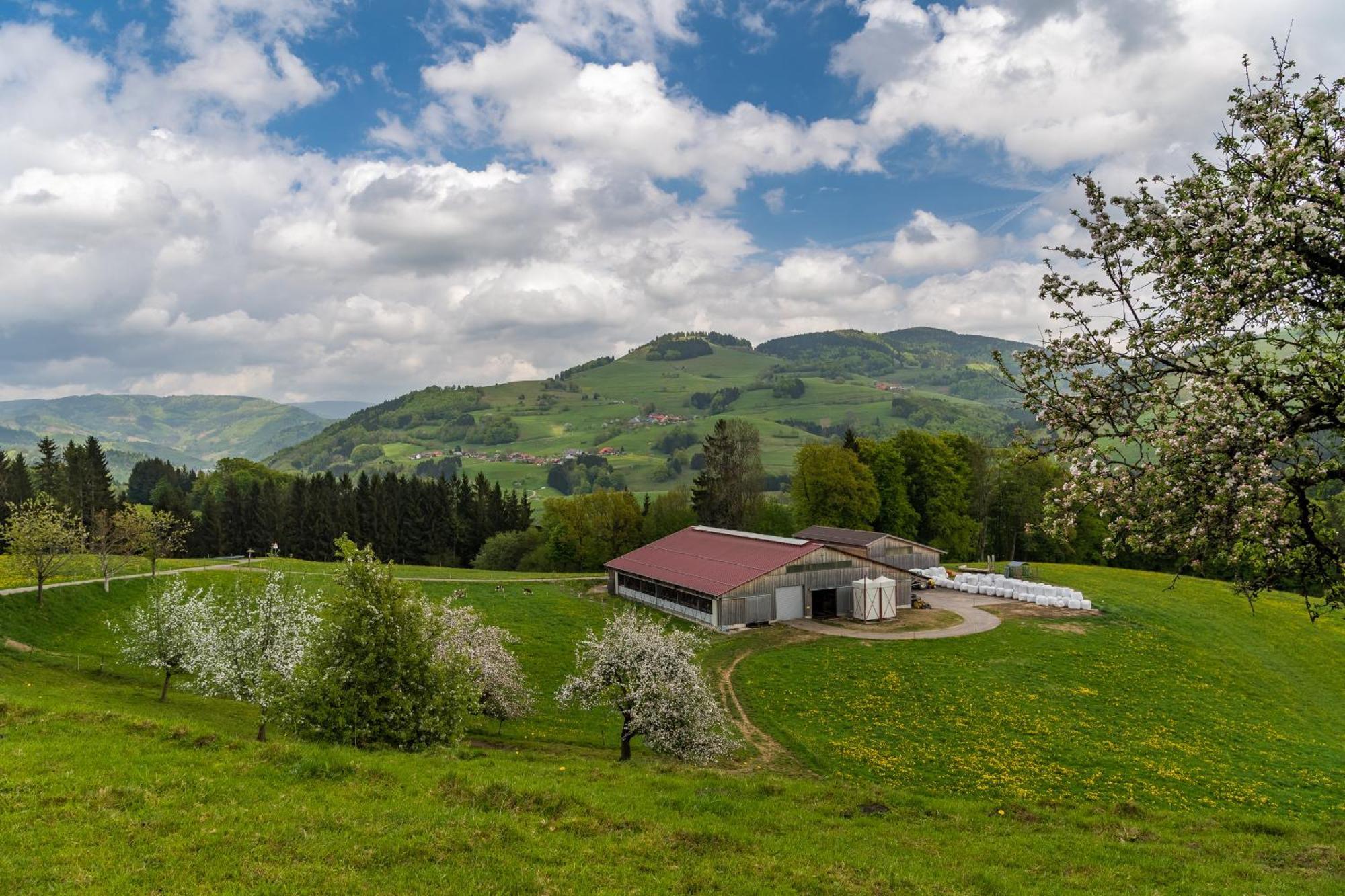 Schwarzwaldliebe Daire Frohnd Dış mekan fotoğraf