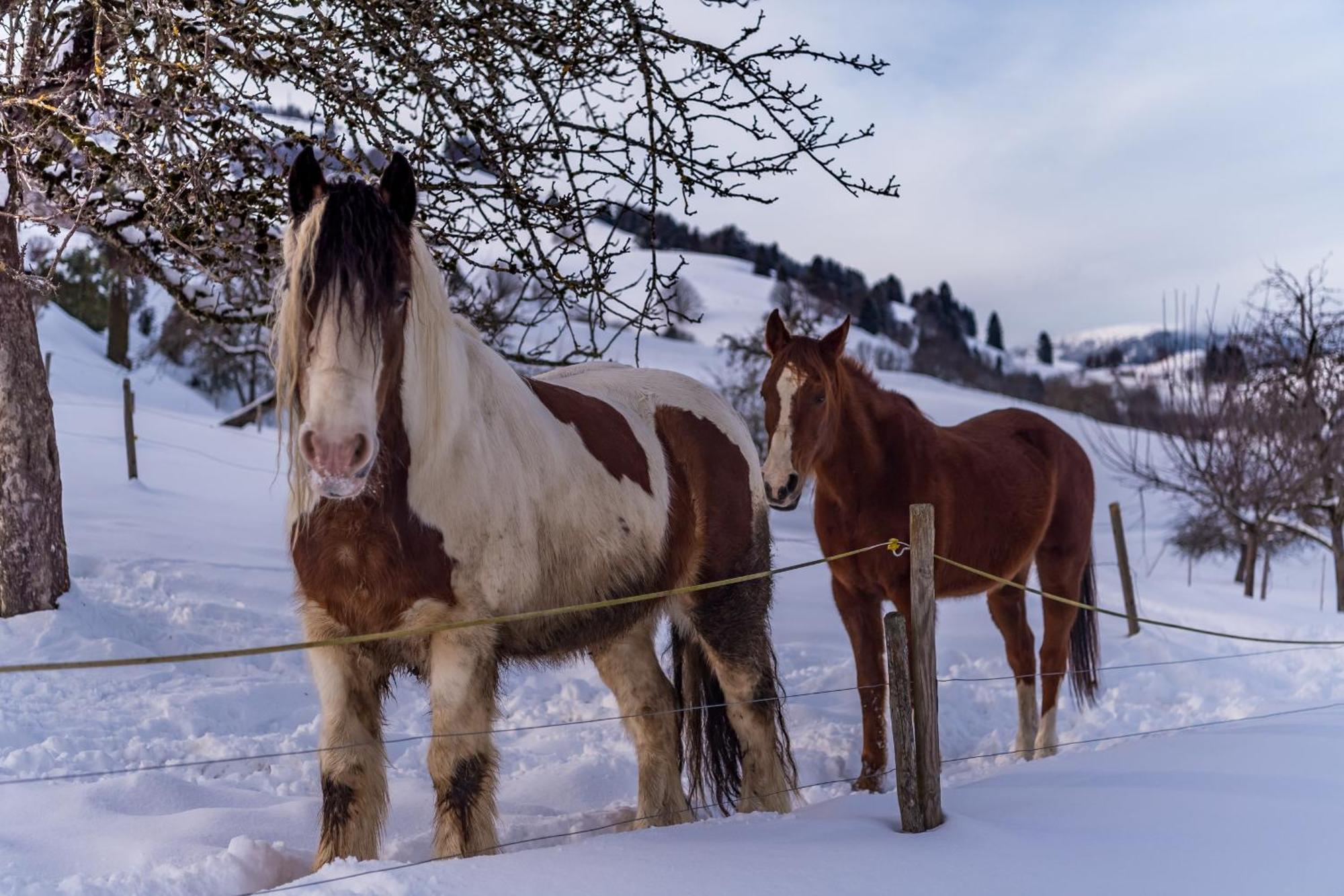 Schwarzwaldliebe Daire Frohnd Dış mekan fotoğraf