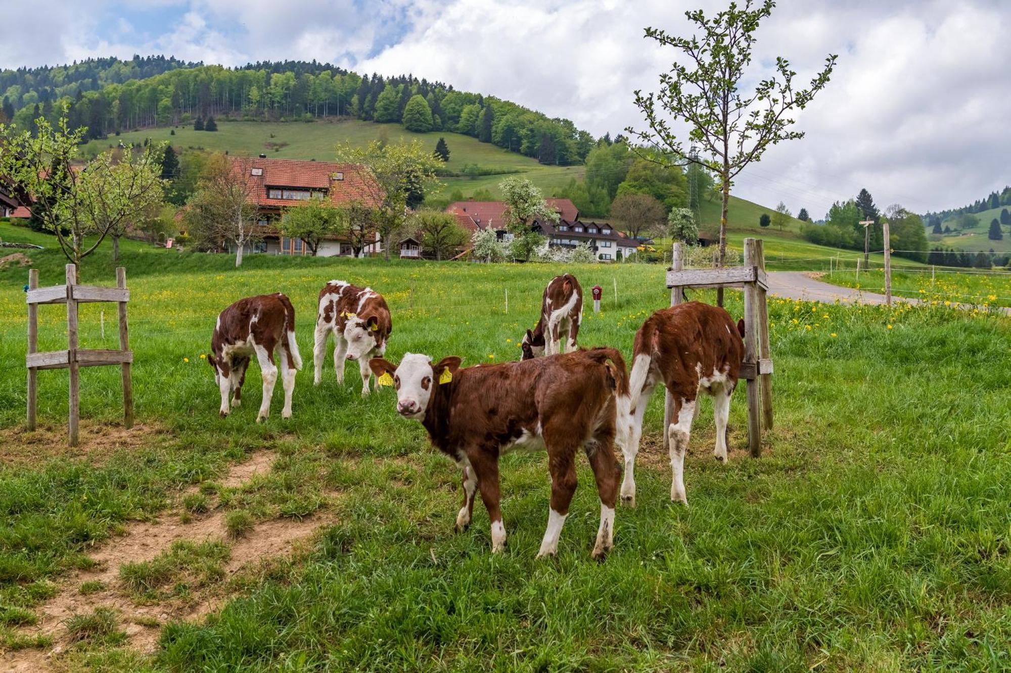 Schwarzwaldliebe Daire Frohnd Dış mekan fotoğraf