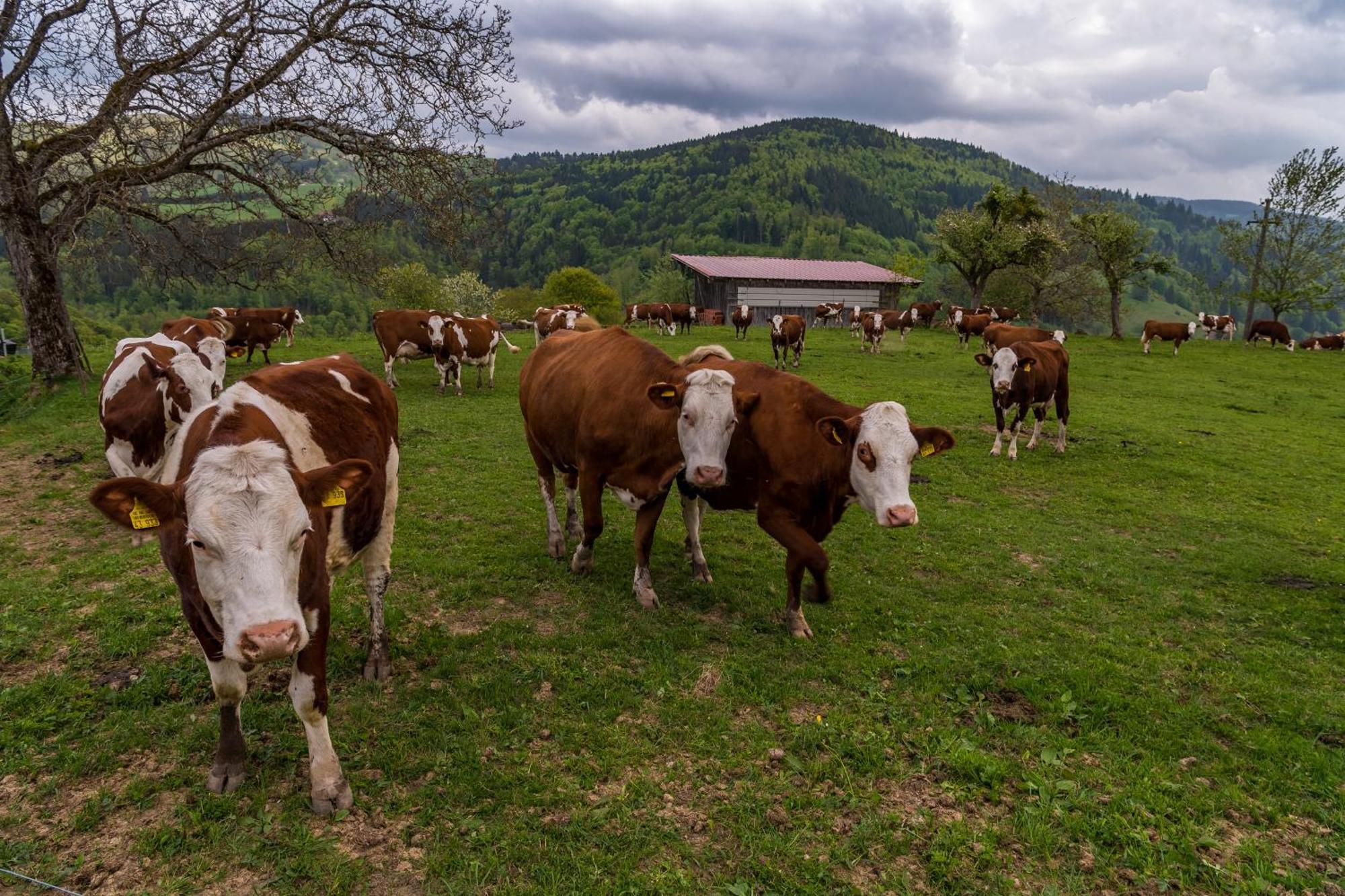 Schwarzwaldliebe Daire Frohnd Dış mekan fotoğraf